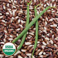Organic Painted Pony Beans - 10 Seeds - Stringless Pods - Bush Snap or Dry - Heirloom Variety