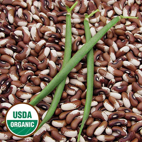Organic Painted Pony Beans - 10 Seeds - Stringless Pods - Bush Snap or Dry - Heirloom Variety