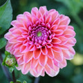 Daisy Duke Dahlia Seeds - 25 Perennial Flower Seeds for Vibrant Blooms - Dahlia 'Daisy Duke' 1109