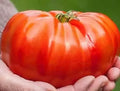 Beefsteak Tomato Seeds 120+ Count - Organic Heirloom Non-GMO - Solanum lycopersicum