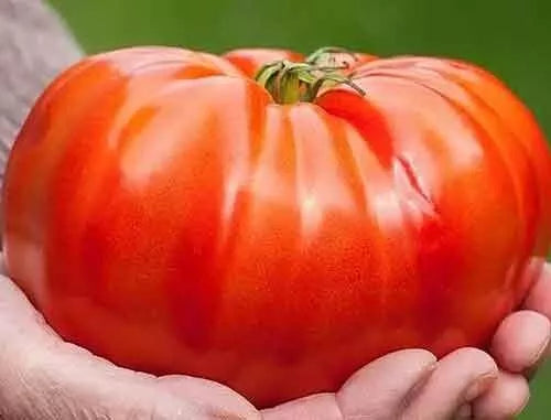 Beefsteak Tomato Seeds 120+ Count - Organic Heirloom Non-GMO - Solanum lycopersicum
