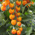 Sweet Mandarin Cherry Tomato Seeds - 100 Organic Seeds - USA Grown - Non-GMO, Heirloom Variety