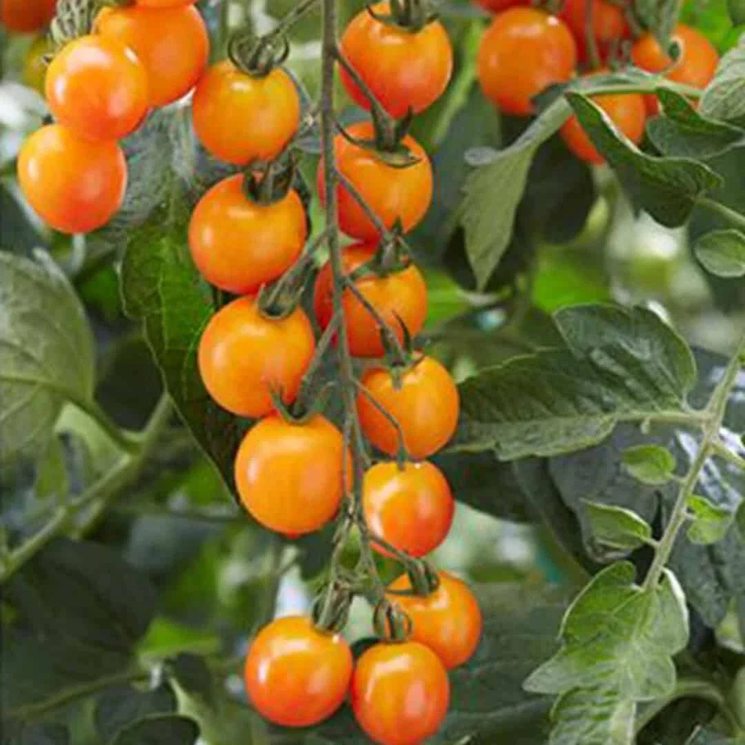 Sweet Mandarin Cherry Tomato Seeds - 100 Organic Seeds - USA Grown - Non-GMO, Heirloom Variety