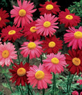 Robinsons Giant Mix Painted Daisy Seeds - 200+ Count - Colorful Garden Flowers - Leucanthemum x superbum