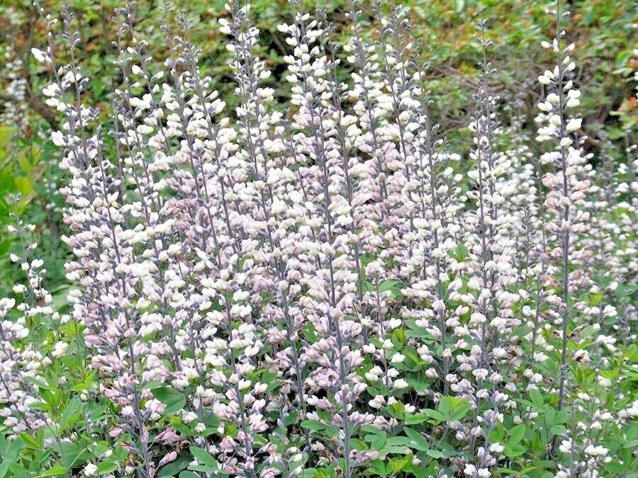 White Wild False Indigo Seeds - 51+ Perennial Native Wildflower - Nitrogen-Fixing (Baptisia alba)