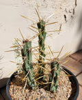 Cylindropuntia Molesta Live Cactus Cuttings - Molesting-Spined Cholla (3 Rooted Cuttings)