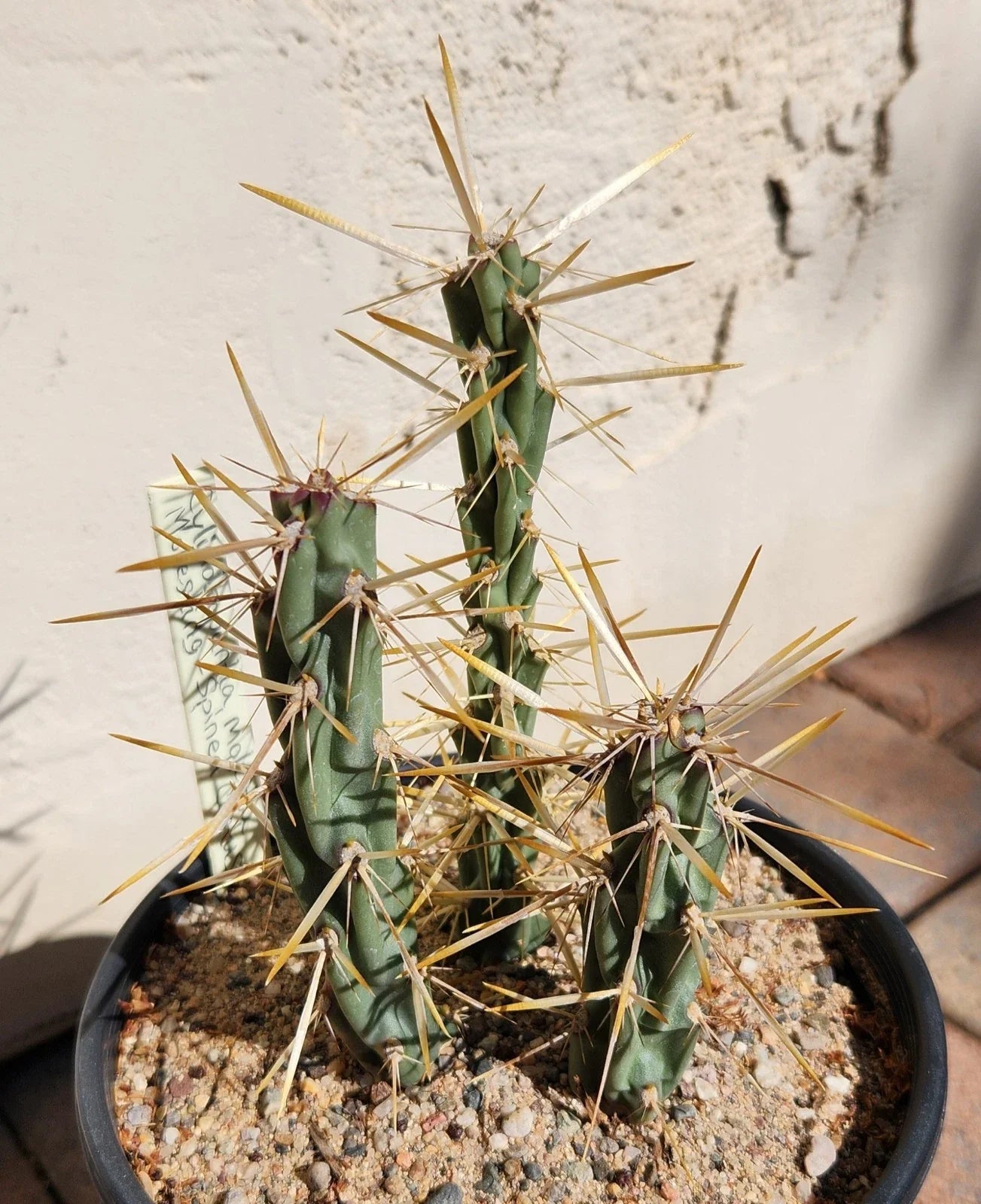 Cylindropuntia Molesta Live Cactus Cuttings - Molesting-Spined Cholla (3 Rooted Cuttings)