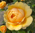 Yellow Rose Cuttings - 3 Fresh Unrooted Cuttings, 5-8" Long - Rosa spp.