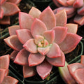 Graptosedum 'Alpenglow' Succulent Live Plant 4" Bare Roots for Home Garden Decor, Drought Tolerant, Easy Care