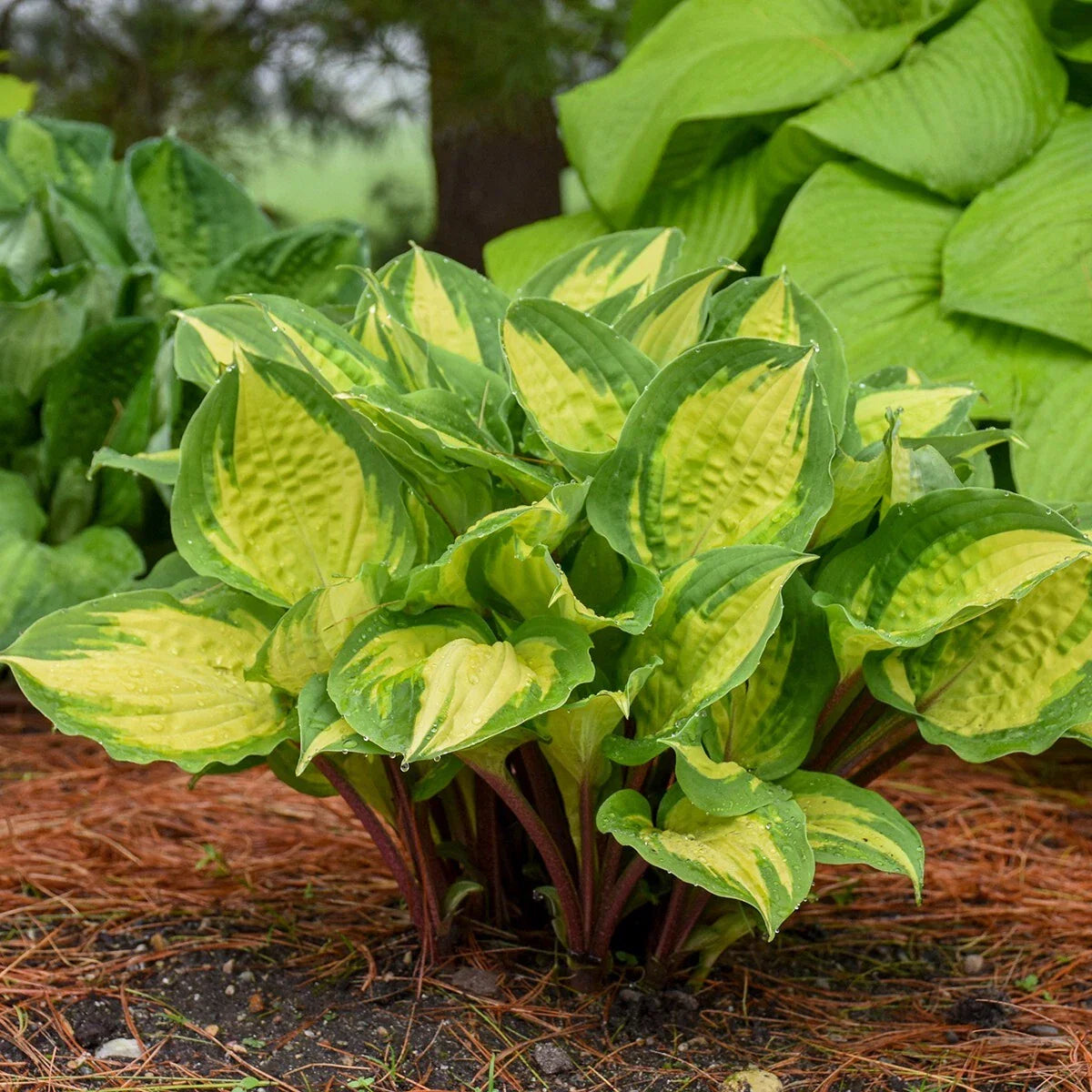Hosta Plant 5.25" Pot Island Breeze Perennial Shade Colorful Foliage (Hosta spp.)
