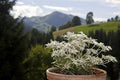 Edelweiss Herb Seeds - 200+ Seeds - Leontopodium Alpinum - Alpine Perennial Flower Seeds for Garden and Landscaping
