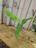 Mature Philodendron Crassinervium Plant Crawler 3" Pot Rooted Top Cutting, Tropical Indoor Houseplant, Green Foliage