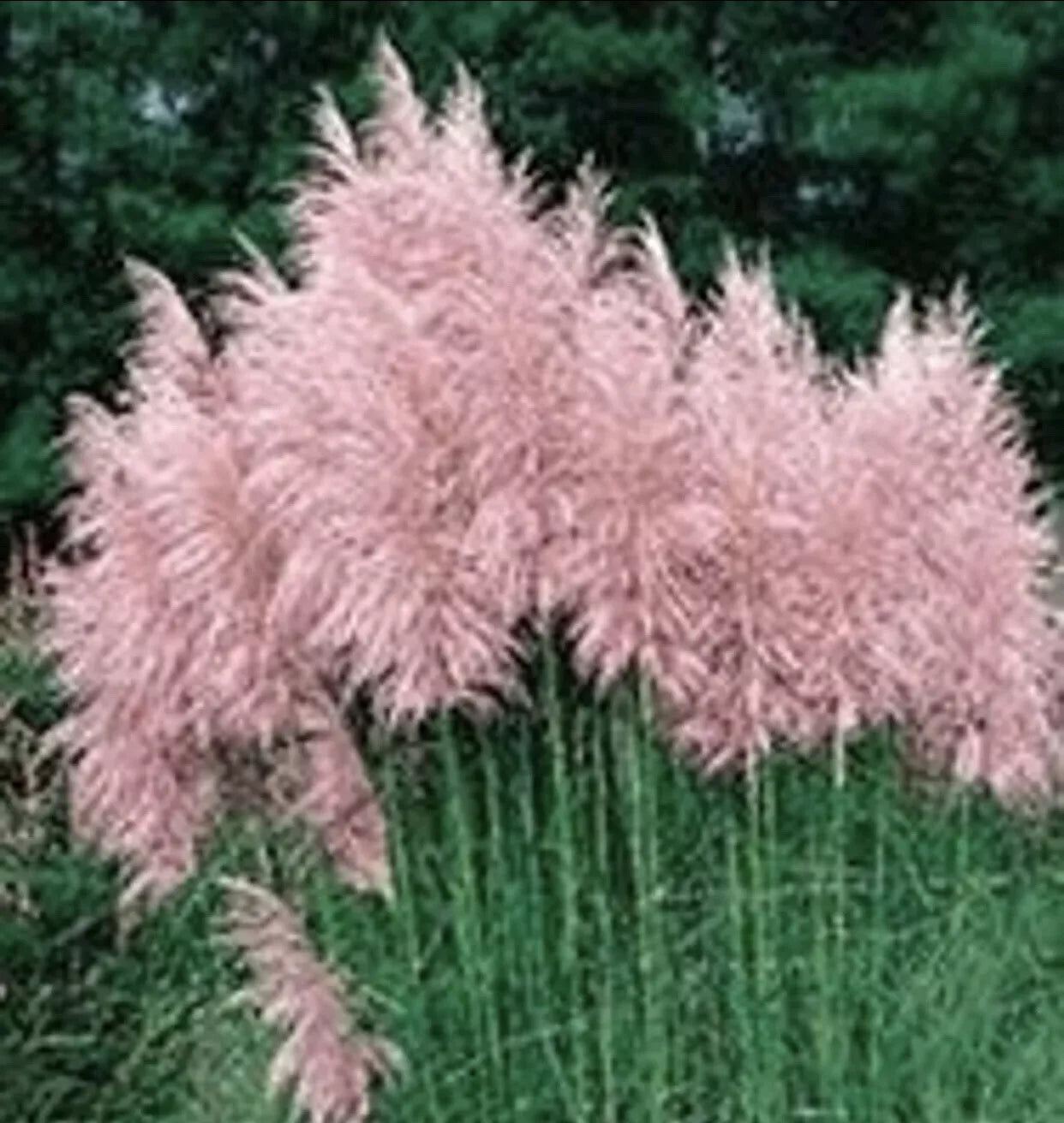 Pampas Grass Plugs - Pink - 4 Pack - Cortaderia selloana