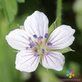 David Rowlinson Geranium Seeds - 25+ Pack for Garden Planting - Pelargonium x hortorum - USA