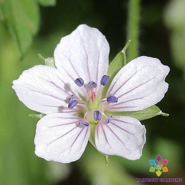 David Rowlinson Geranium Seeds - 25+ Pack for Garden Planting - Pelargonium x hortorum - USA