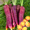 Purple Carrot Seeds – 1000 Count – Non-GMO Heirloom Vegetable Seeds – Daucus carota