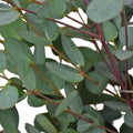 Moon Lagoon Eucalyptus Seeds - 50 Perennial Flower Seeds - Eucalyptus cinerea - US Seller