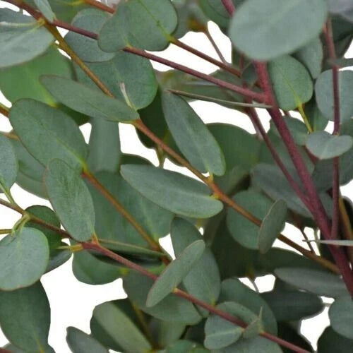 Moon Lagoon Eucalyptus Seeds - 50 Perennial Flower Seeds - Eucalyptus cinerea - US Seller