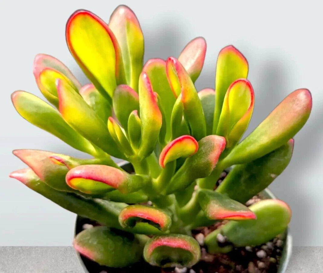 Rare Variegated Crassula Ovata 'Gollum' - 4" Rooted Jade Plant - Succulent, Unique Variegation, Indoor/Outdoor Gardening
