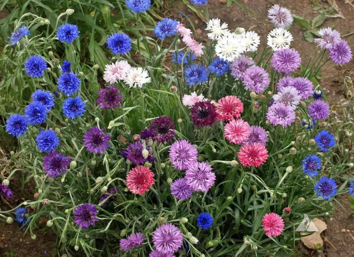 Cornflower Seeds Polka Dot Mix Dwarf - Non-GMO 400 Seeds - Centaurea cyanus