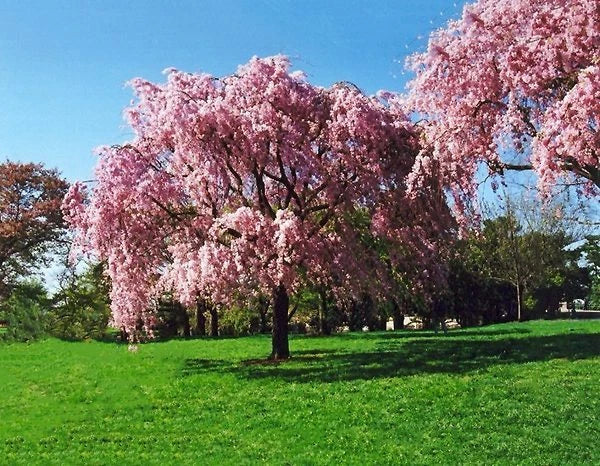 Live Japanese Pink Weeping Cherry Tree - Strong Rooted Plant - Prunus serrulata 'Shidare Yoshino'
