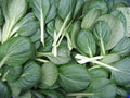 Tatsoi Seeds 300+ Count Tah Tsai Spoon Mustard Spinach Mustard Rosette Bok Choy (Brassica rapa subsp. narinosa) USA