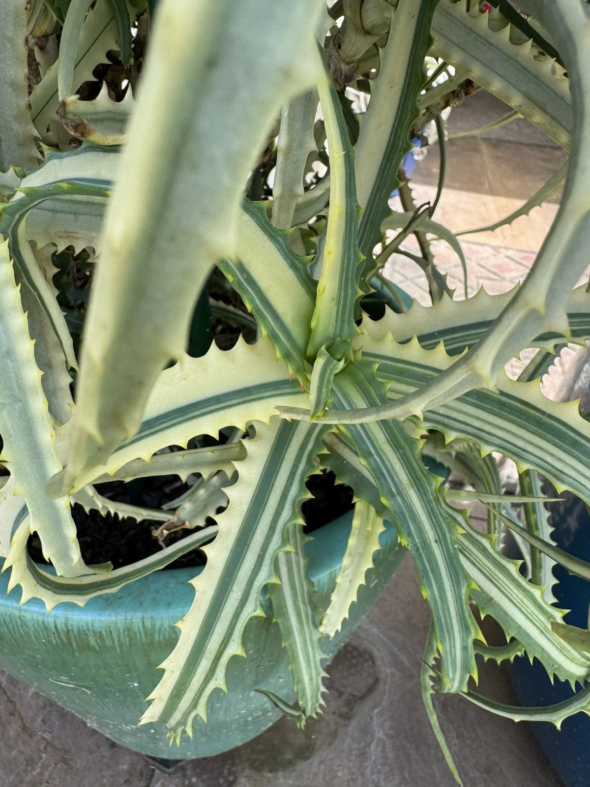Variegated Aloe Succulent Cuttings - 2 Pcs - Aloe Variegata