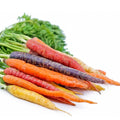 Rainbow Carrot Seeds for Planting | Non-GMO Heirloom Vegetable Seeds | 750 Count | Daucus carota