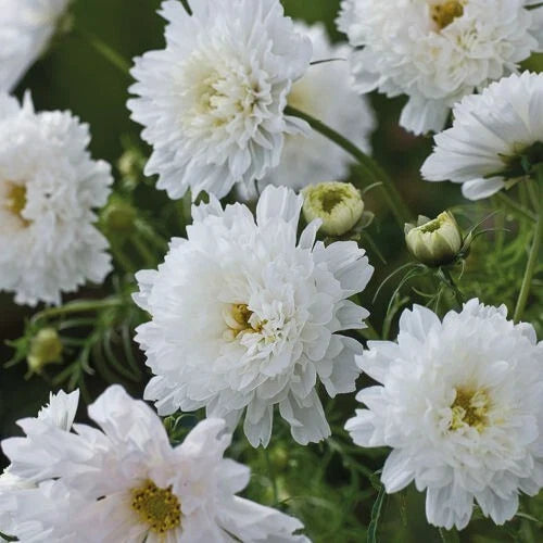 Double Click Snow Puff Cosmos - 200+ Seeds - Flower Seeds for Garden - Cosmos bipinnatus