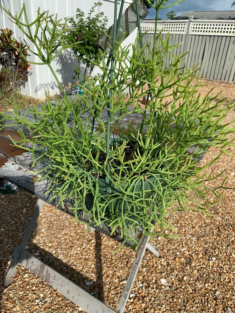 Fresh Cuttings of Rhipsalis Sulcata - Rare Orchid Cactus - Unique Green Succulent Plant Cuttings