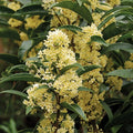Fudingzhu Fragrant Tea Olive Starter Plant - Well-Rooted Osmanthus Plant (Osmanthus fragrans)