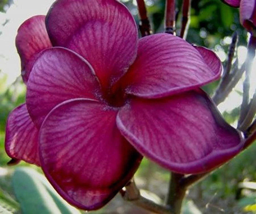 Dark Purple Plumeria Seeds - Hawaiian Flower Perennial - 5 Pack - Plumeria rubra