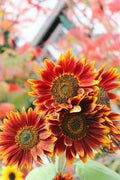 Autumn Beauty Sunflower Seeds | 50+ Seeds | Vibrant Fall Colors | Helianthus annuus