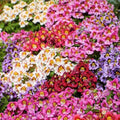 Butterfly Flower Seeds - ANGEL WINGS Schizanthus Mix - Poor Man's Orchid NonGMO - 1500 Seeds