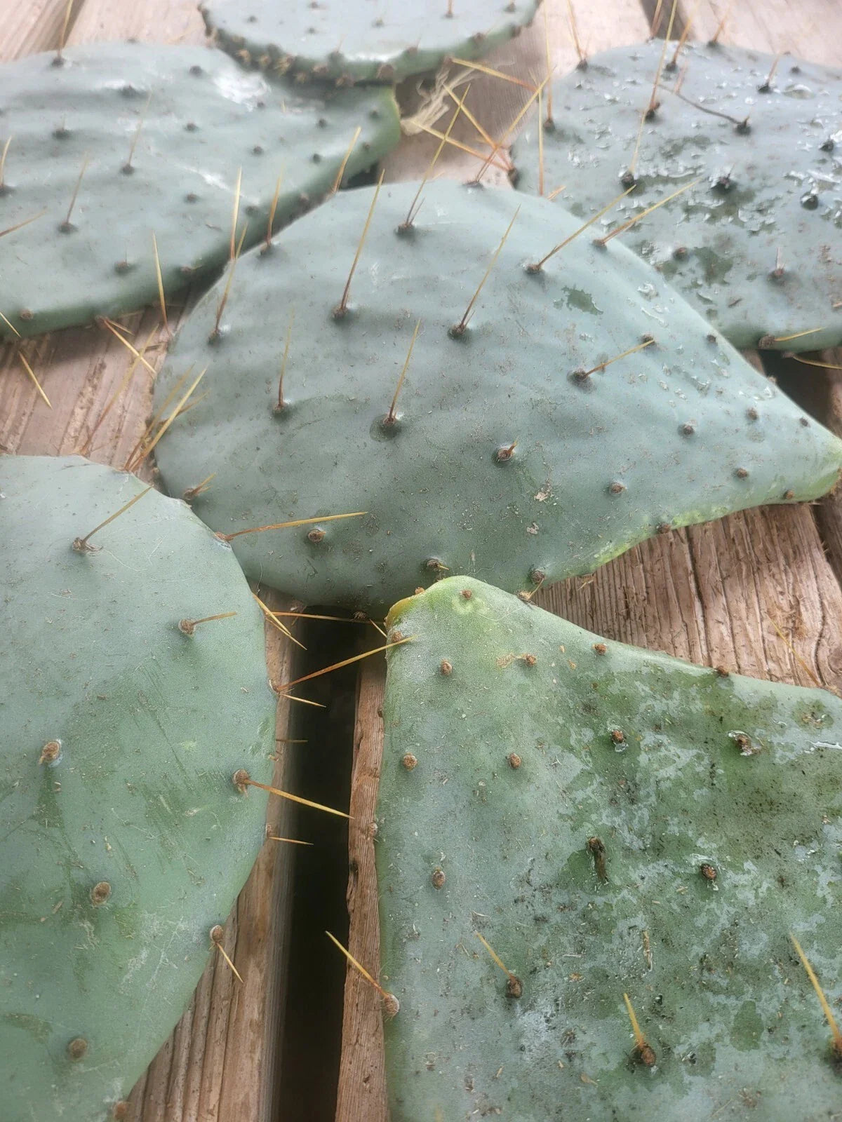 Rooted Long Spined Prickly Pear Cactus - 3 Pads - Opuntia Engelmannii - Drought Tolerant Indoor/Outdoor Plant