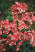 Red Pygmy Dogwood Seeds - 5 Pack - Flowering Tree with Hardy Fall Color - Cornus 'Pygmaea'