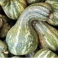 Green Striped Cushaw Pumpkin Seeds - 20 Non-GMO Winter Squash Seeds, Cucurbita maxima
