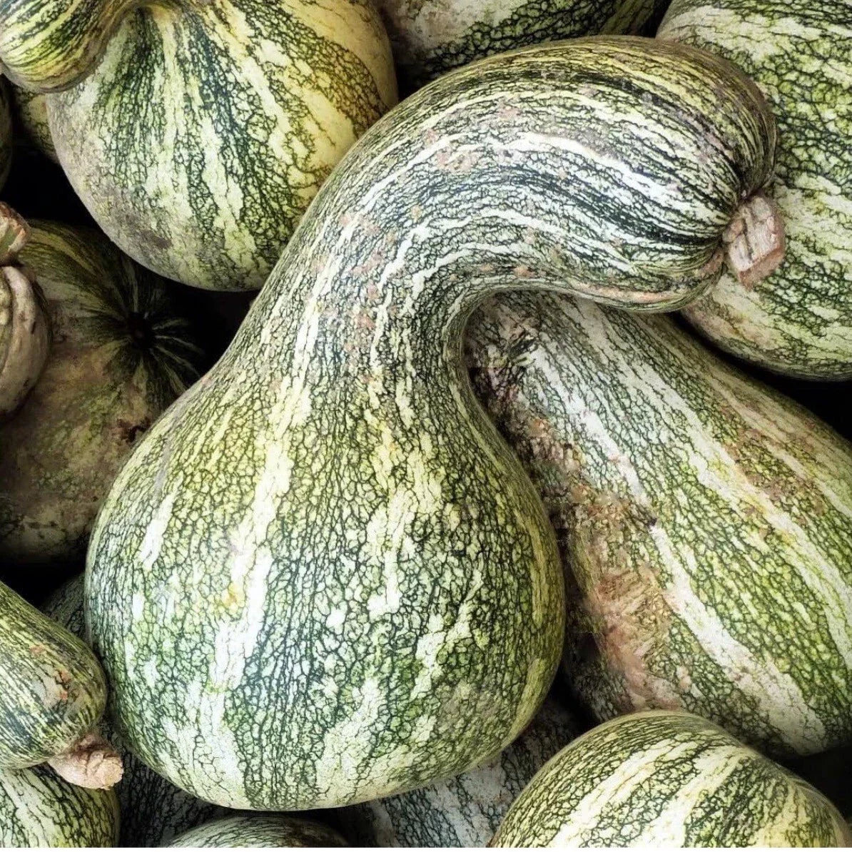 Green Striped Cushaw Pumpkin Seeds - 20 Non-GMO Winter Squash Seeds, Cucurbita maxima