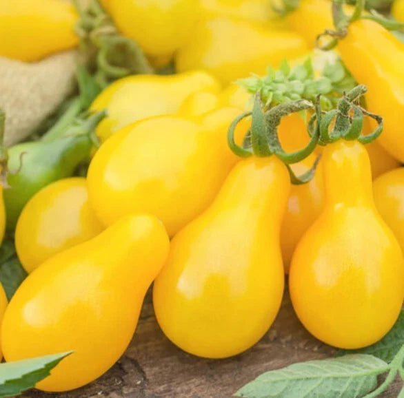 Yellow Pear Cherry Tomato Seeds - 100+ Non-GMO Indeterminate Garden Vegetables - Solanum lycopersicum