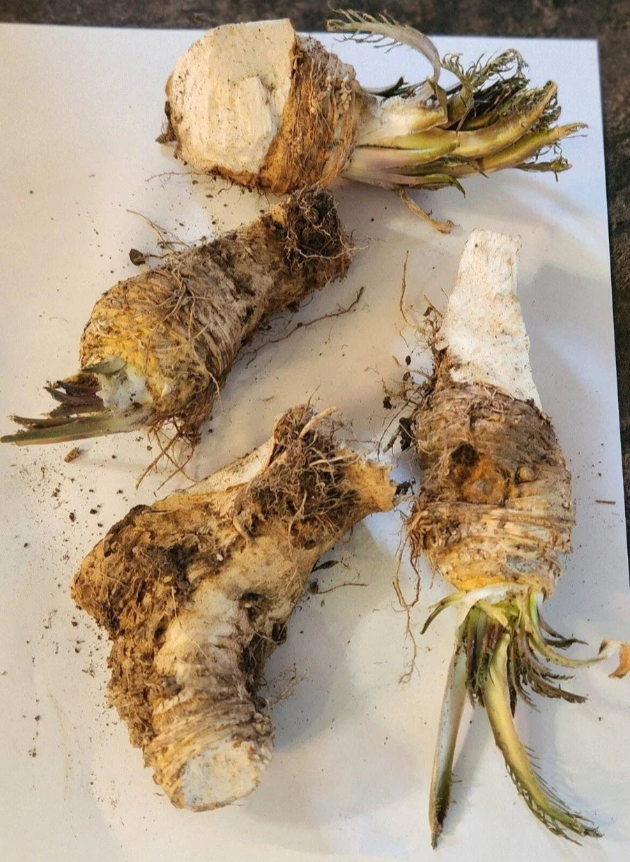 Organic Horseradish Root Pieces for Planting, Cochlearia armoracia, Non-GMO, Heirloom, Fresh Herb Gardening