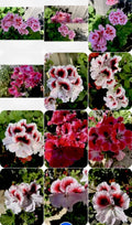 Geranium Perennials Collection, 3 Varieties, 8 Inch Plants in 3” Pots, Pelargonium