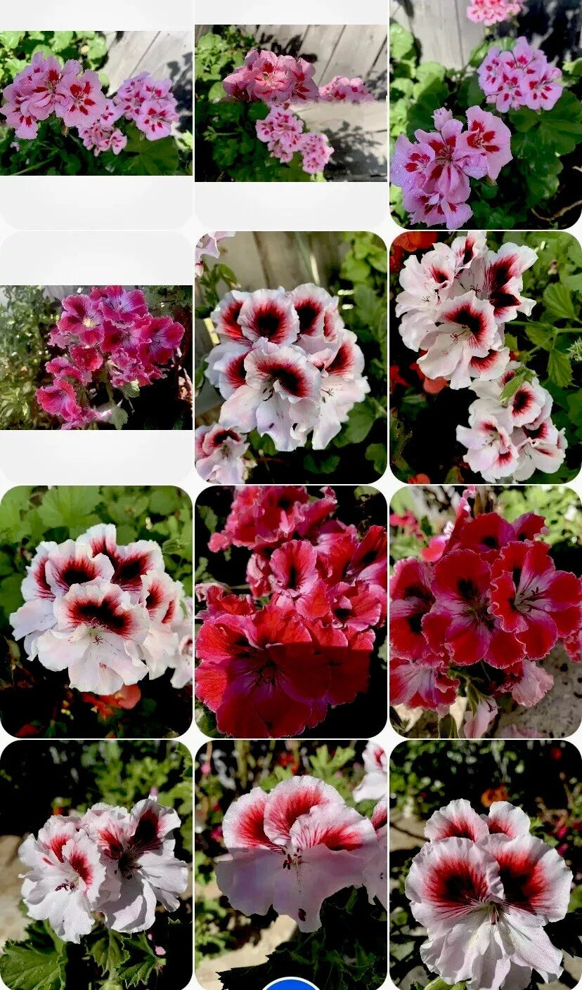 Geranium Perennials Collection, 3 Varieties, 8 Inch Plants in 3” Pots, Pelargonium