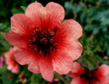 Potentilla Seeds, 20 Count, 'Melton Fire', Hardy Perennial Flower, Potentilla fruticosa