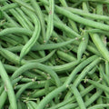 Stringless Green Bean Seeds, Non-GMO, Various Sizes, Phaseolus vulgaris, Burpee Variety, Organic Gardening Essentials
