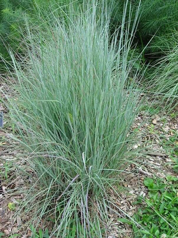 Little Bluestem Grass Seeds - 100 Count - Ornamental Perennial - Schizachyrium scoparium