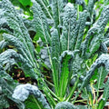 Lacinato Kale Seeds - Heirloom Non-GMO Tuscan Italian Dinosaur Kale - Brassica oleracea var. sabellica