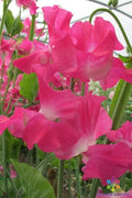 Sweet Pea Seeds - 50+ Grandma Butt Variety - Lathyrus odoratus - Garden Planting - USA
