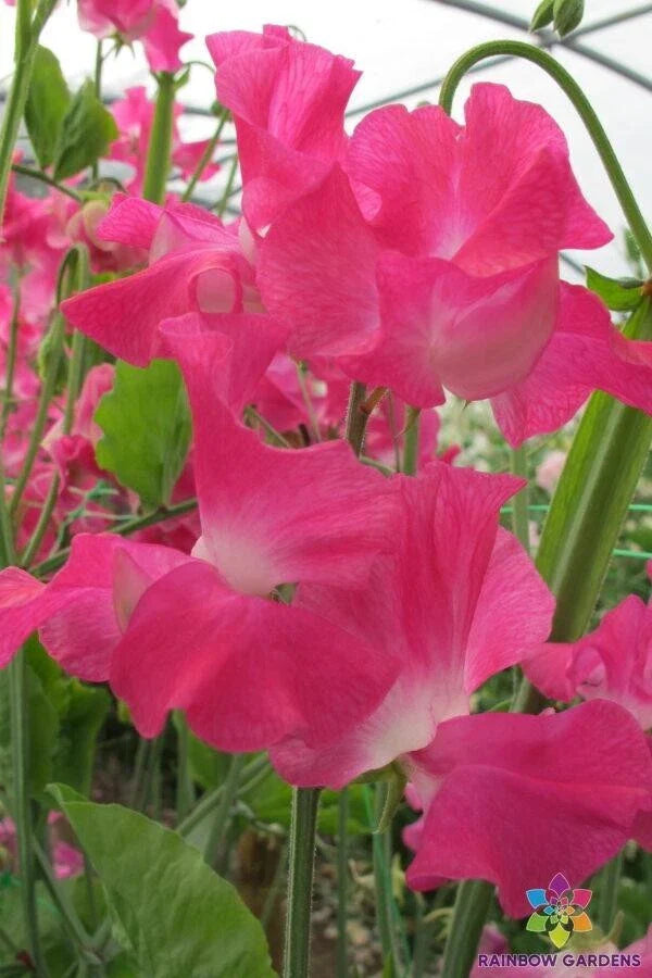 Sweet Pea Seeds - 50+ Grandma Butt Variety - Lathyrus odoratus - Garden Planting - USA