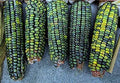 Oaxacan Green Indian Corn Seeds - 25+ Seeds - Unique Green Kernels - Zea mays