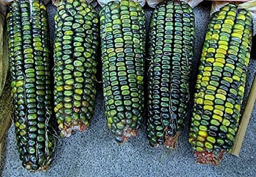 Oaxacan Green Indian Corn Seeds - 25+ Seeds - Unique Green Kernels - Zea mays
